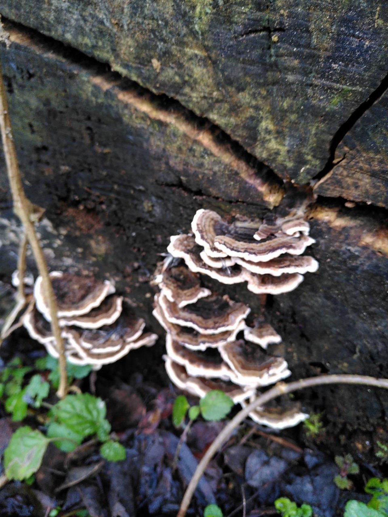 Schmetterlingstramete in Pilzfinder App spotted by TheOSWR on 20.12.2020