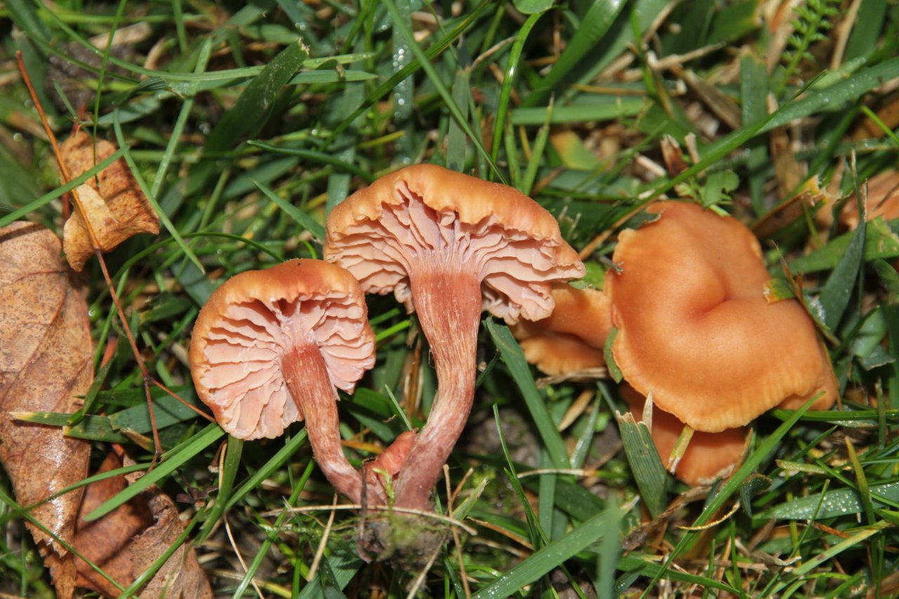 anderer Lamellenpilz (dunkel) in Pilzfinder App spotted by Helmling on 08.11.2020