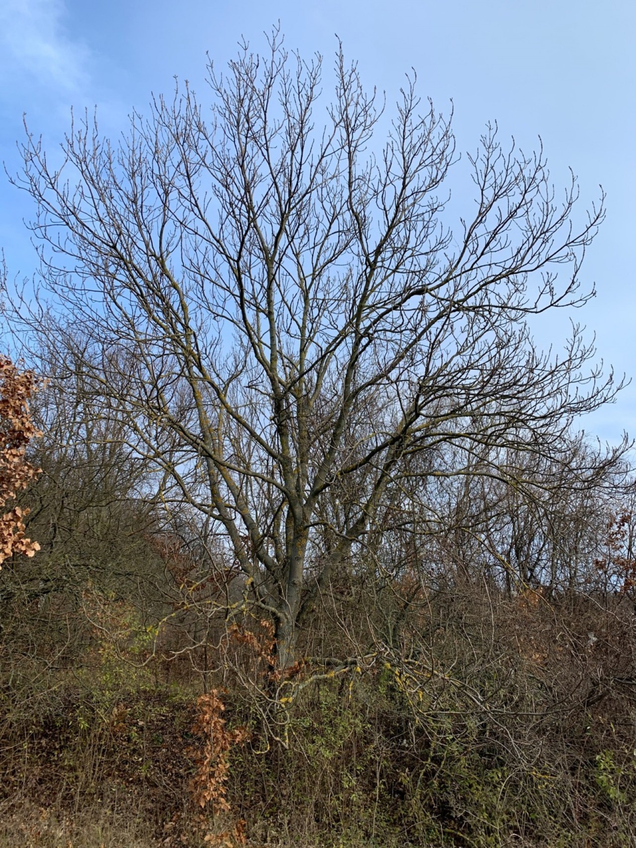 Die gemeine Esche ist ohne Blätter | Naturkalender App | 09.12.2020