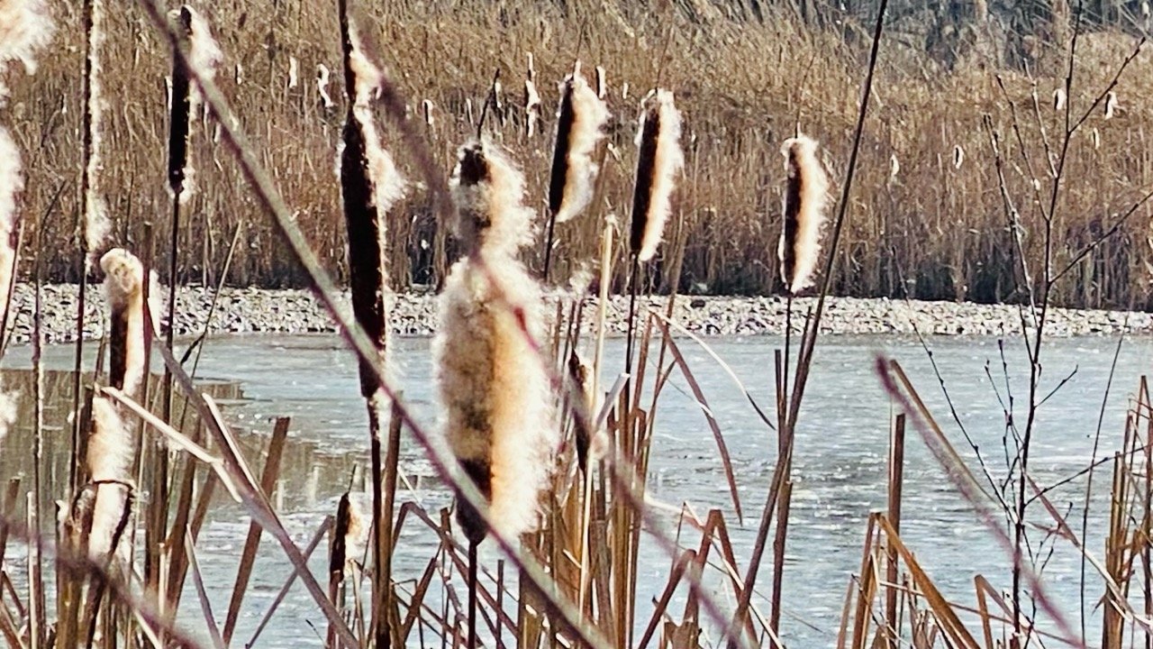 Eine andere Art in Naturkalender Oberösterreich App spotted by Fee on 21.02.2021