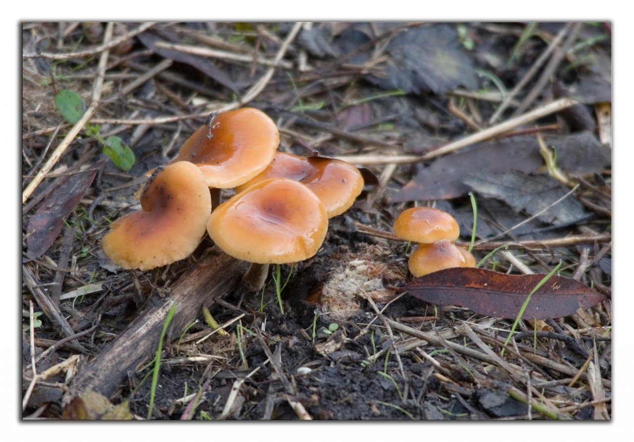 anderer Lamellenpilz (dunkel) in Pilzfinder App spotted by Danny VG on 08.12.2020