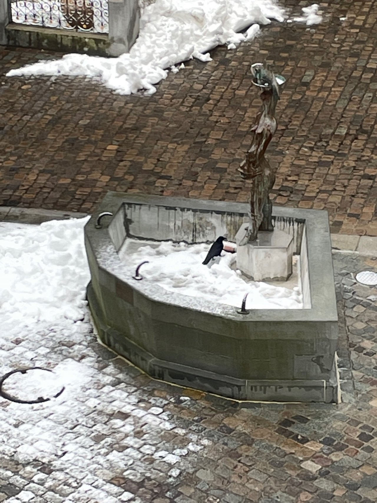 Carrion Crow in KraMobil App spotted by Andreas Ryser on 25.01.2021