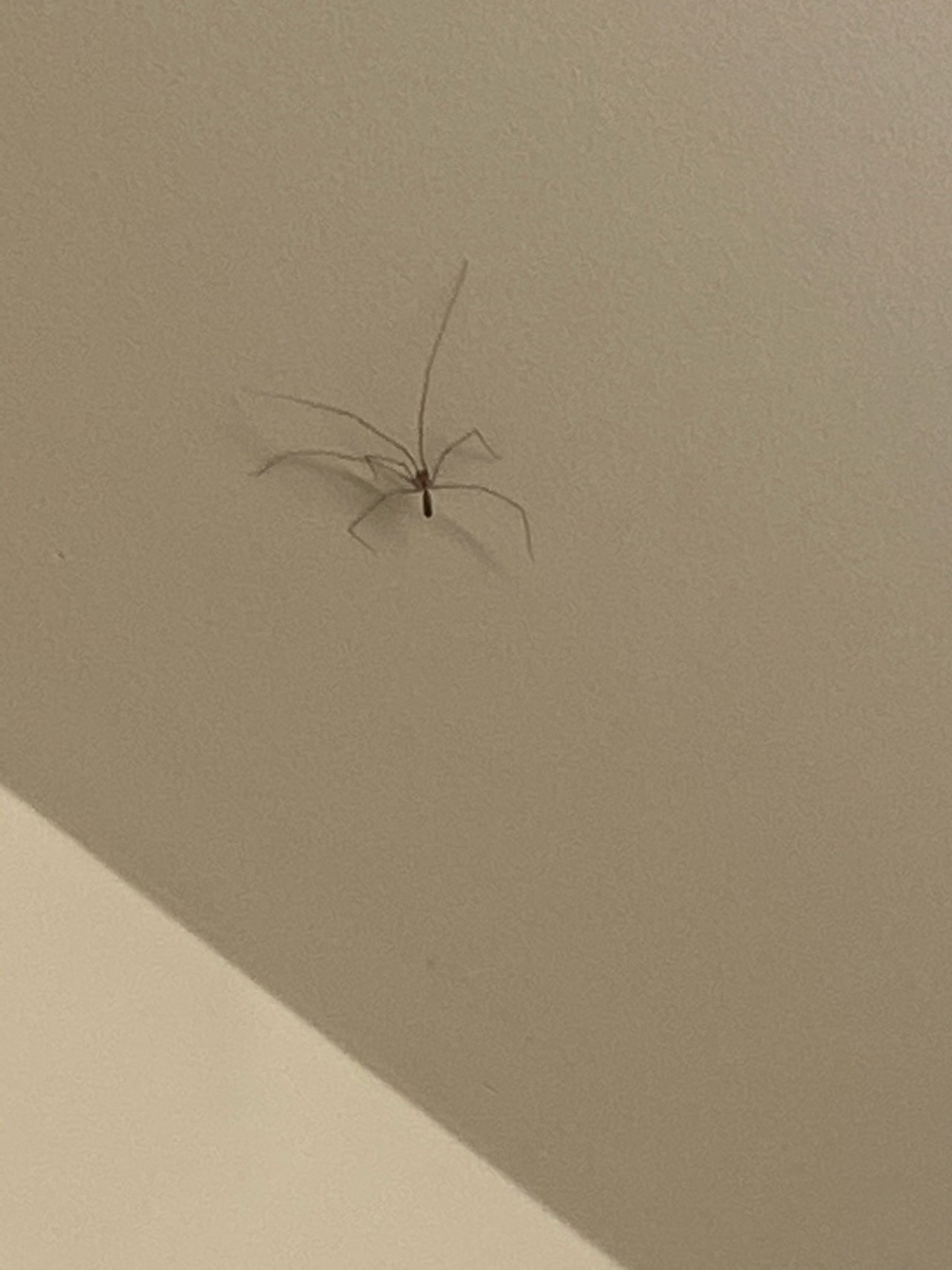 Cellar Spider in SpiderSpotter App spotted by University of California Berkeley, Espm 42 on 11.12.2020