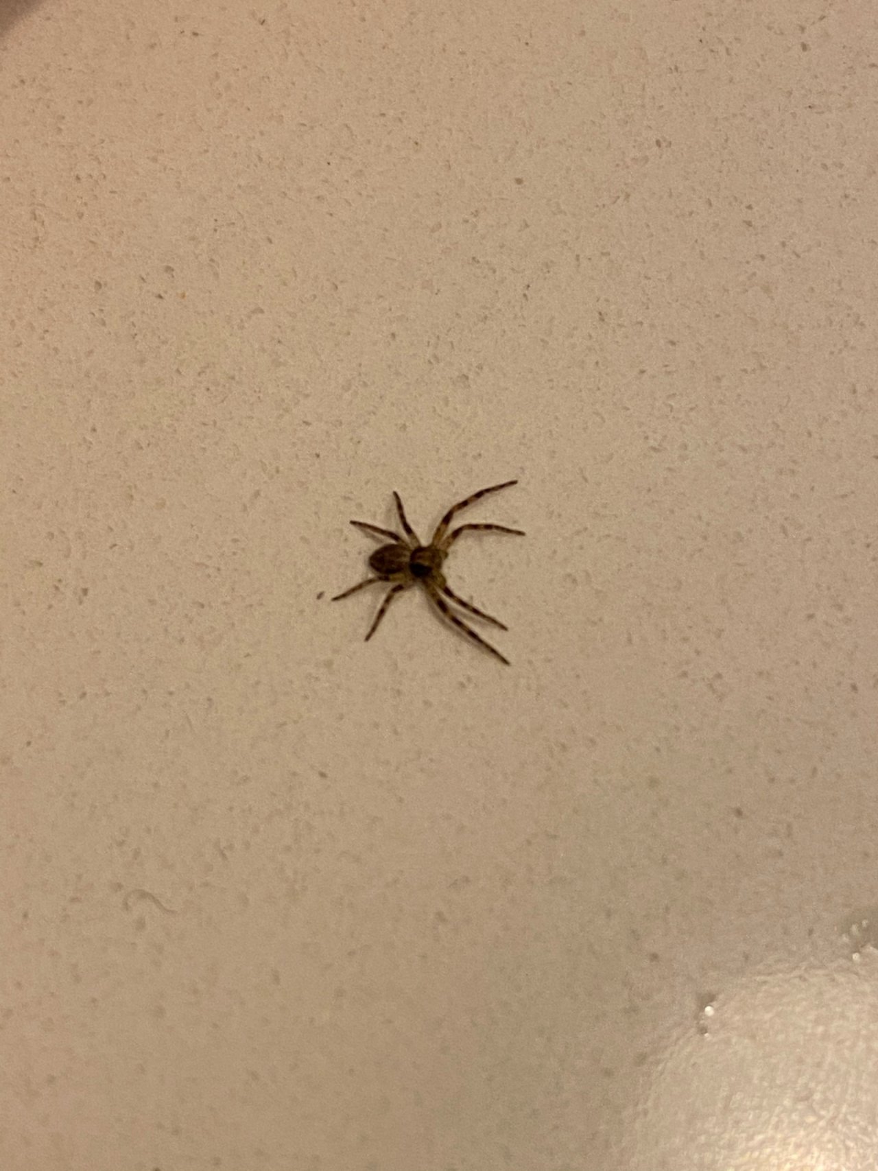 Turf Running Spider in SpiderSpotter App spotted by Berkenbast on 16.12.2020