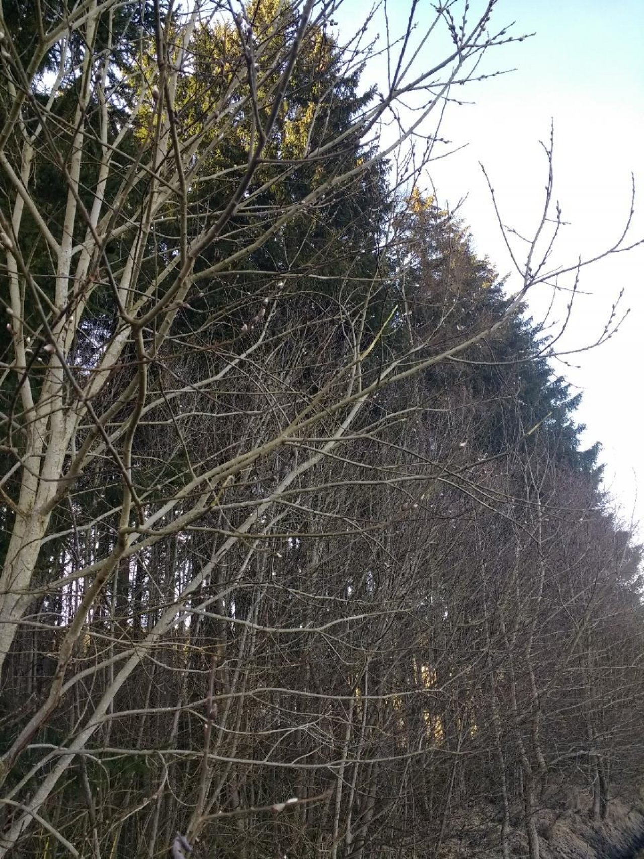 Sal-Weide in Naturkalender Oberösterreich App spotted by Helene Kücher on 18.02.2021