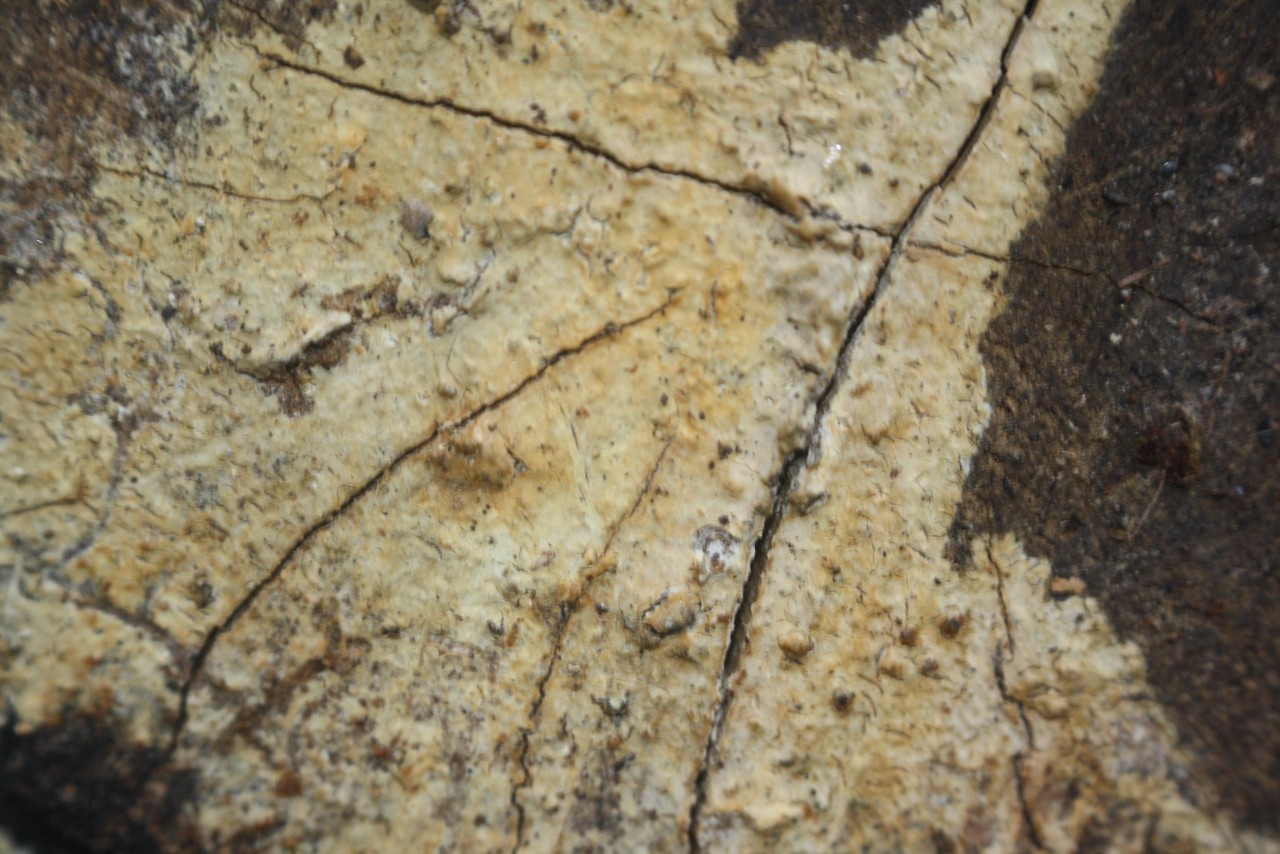 Genus: 	Coniophora,
on a tree trunk; deciduous tree; deadwood; lying; | Pilzfinder 