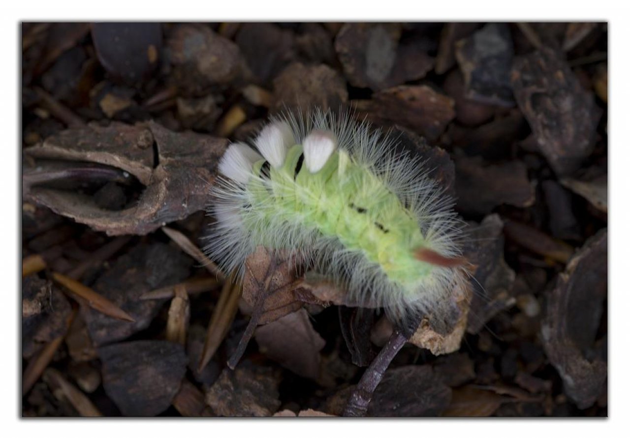 Animals in NatureSpots App spotted by Danny VG on 16.09.2020