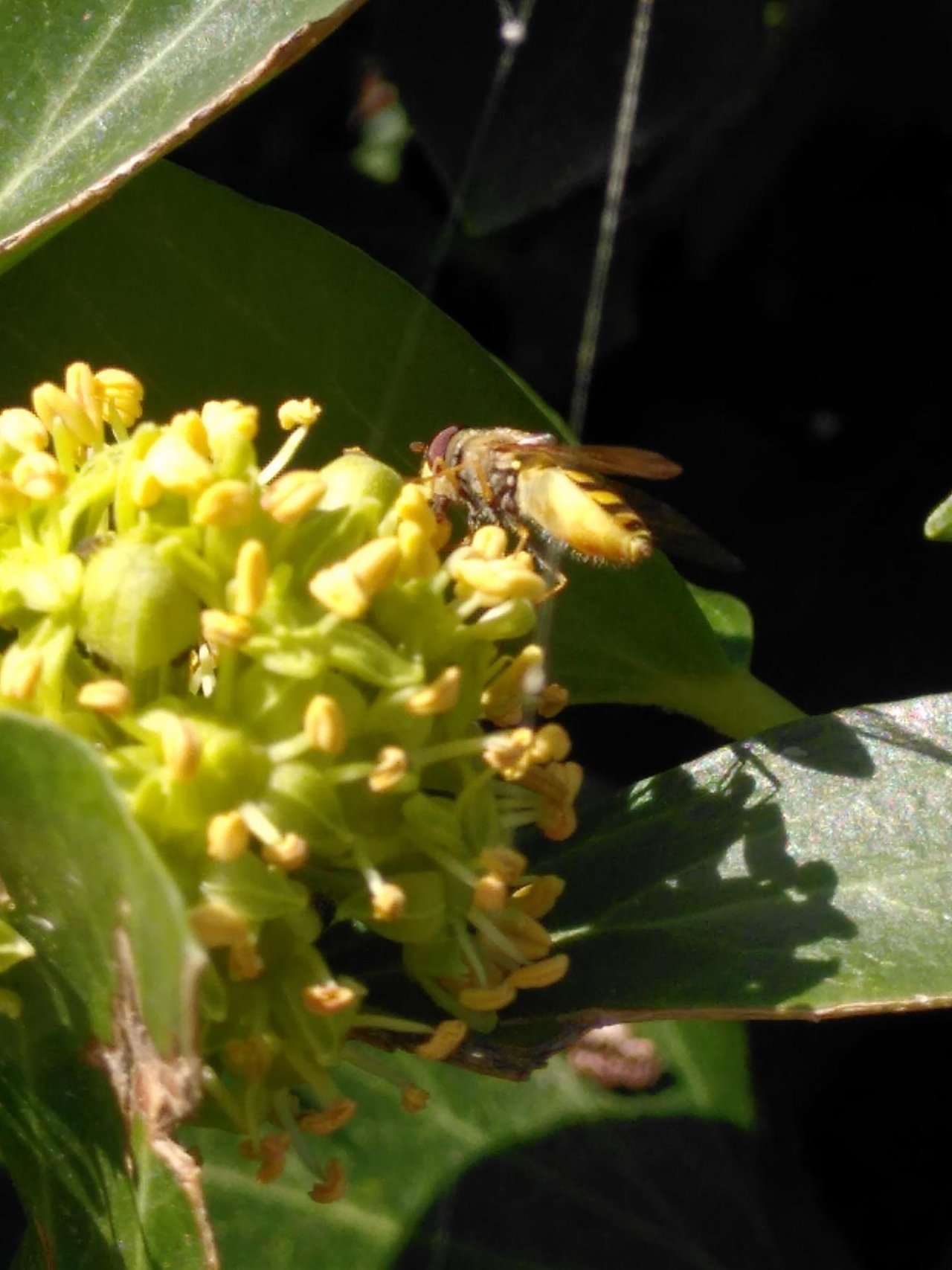 Animals in NatureSpots App spotted by TheOSWR on 27.09.2020