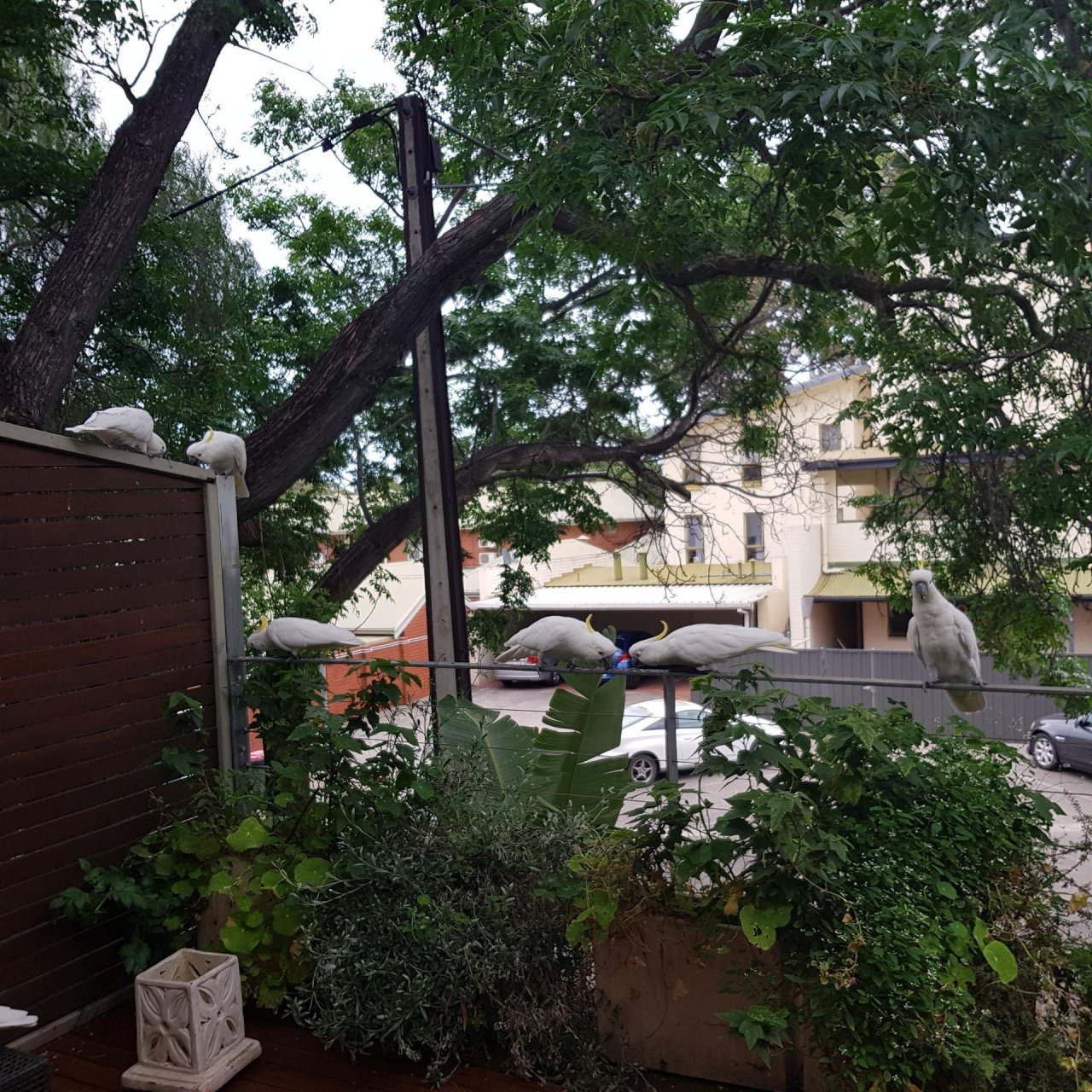 Sulphur-crested Cockatoo in Big City Birds App spotted by Patricia on 13.12.2020