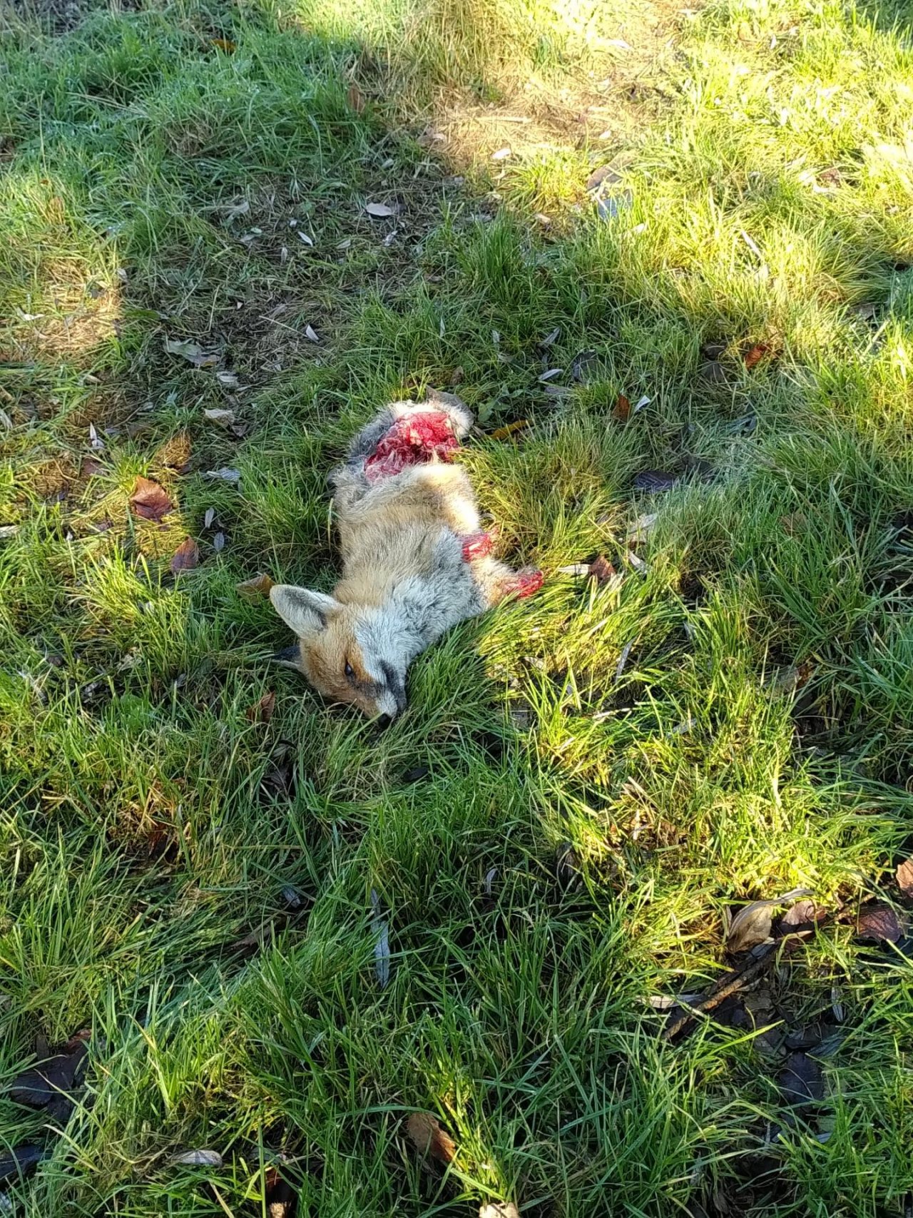 Animals in NatureSpots App spotted by TheOSWR on 22.11.2020