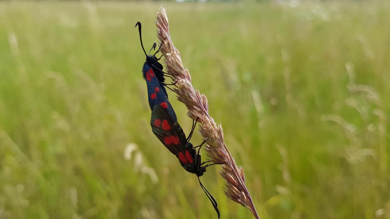 Animals in NatureSpots App spotted by Ka vonSeiten on 13.06.2020