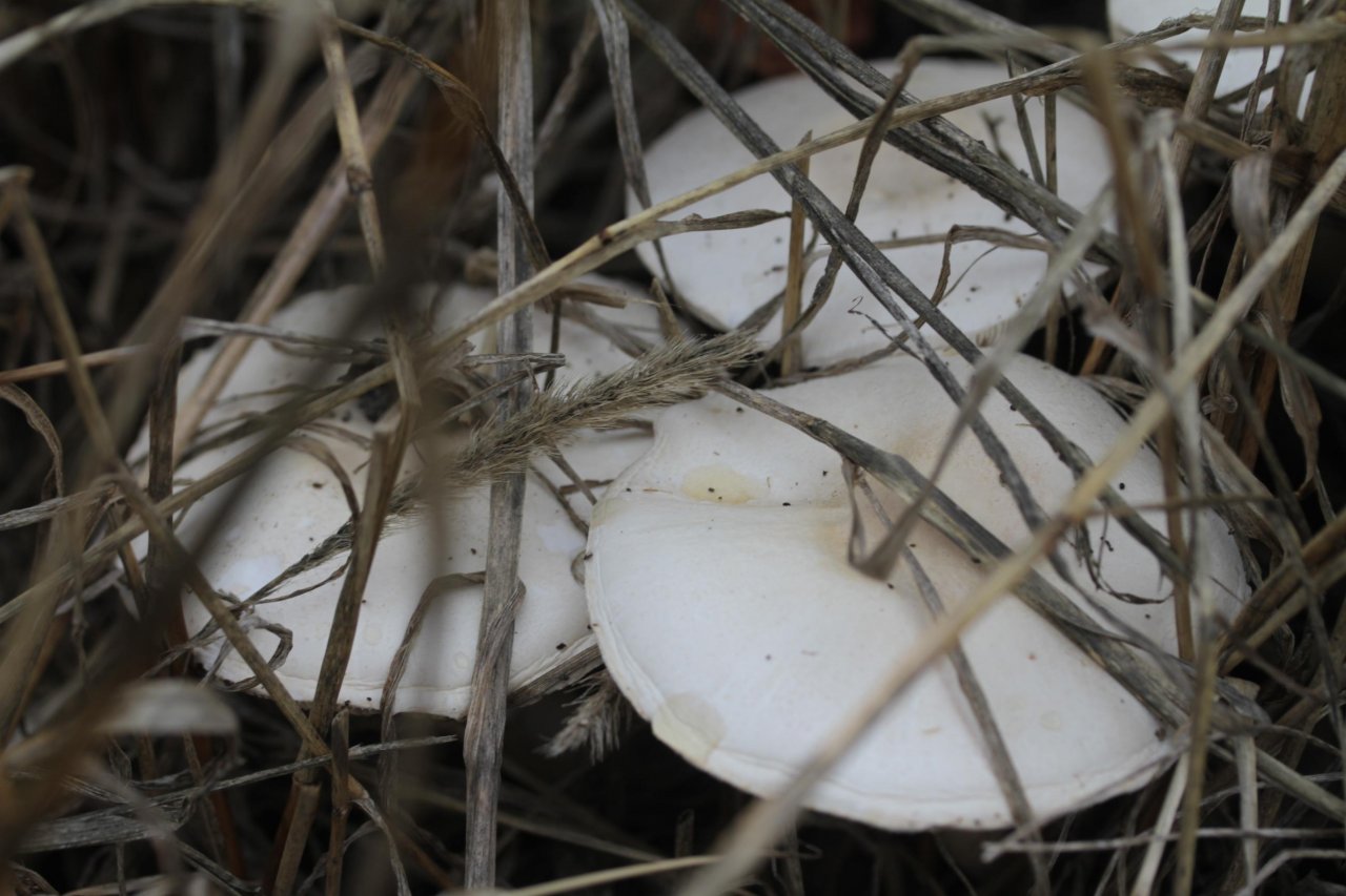 anderer Lamellenpilz (hell) in Pilzfinder App spotted by Helmling on 08.12.2020