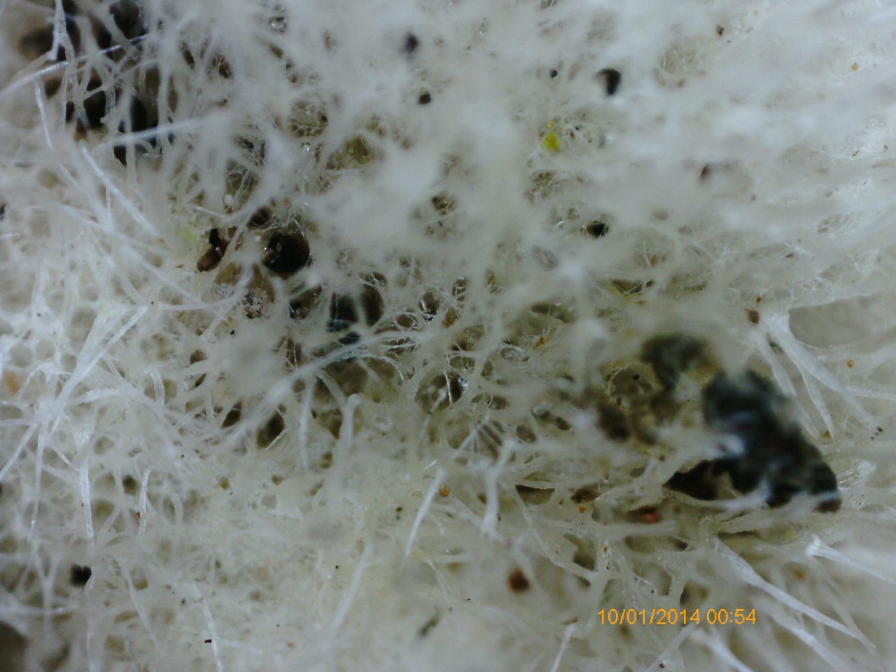 Zottige Tramete in Pilzfinder App spotted by Treitner on 03.01.2021