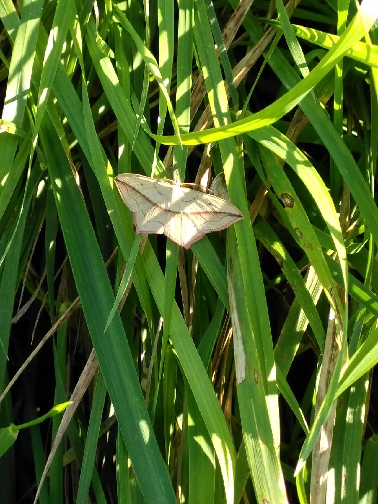 Animals in NatureSpots App spotted by TheOSWR on 09.09.2020