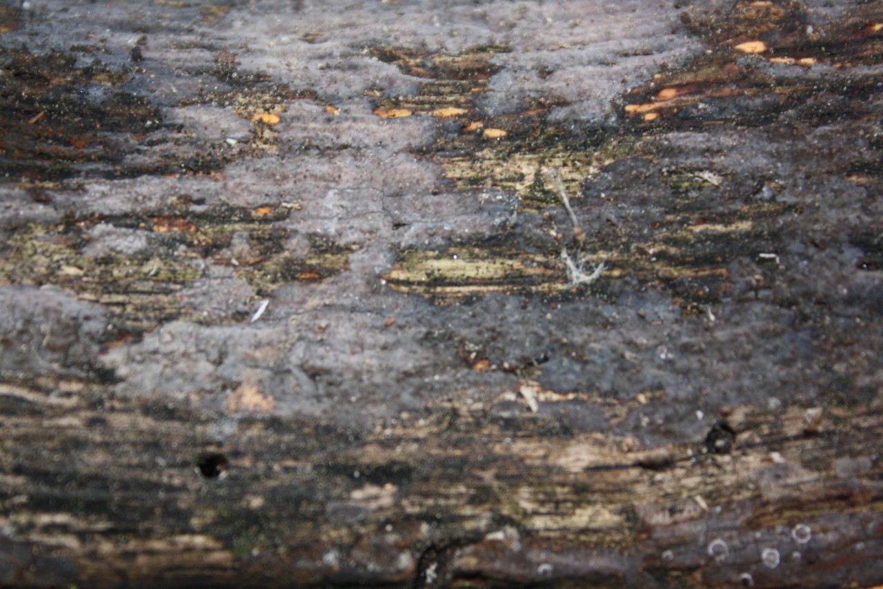 Genus: 	Helicogloea,
on a tree trunk; deciduous tree; deadwood; lying; | Pilzfinder 