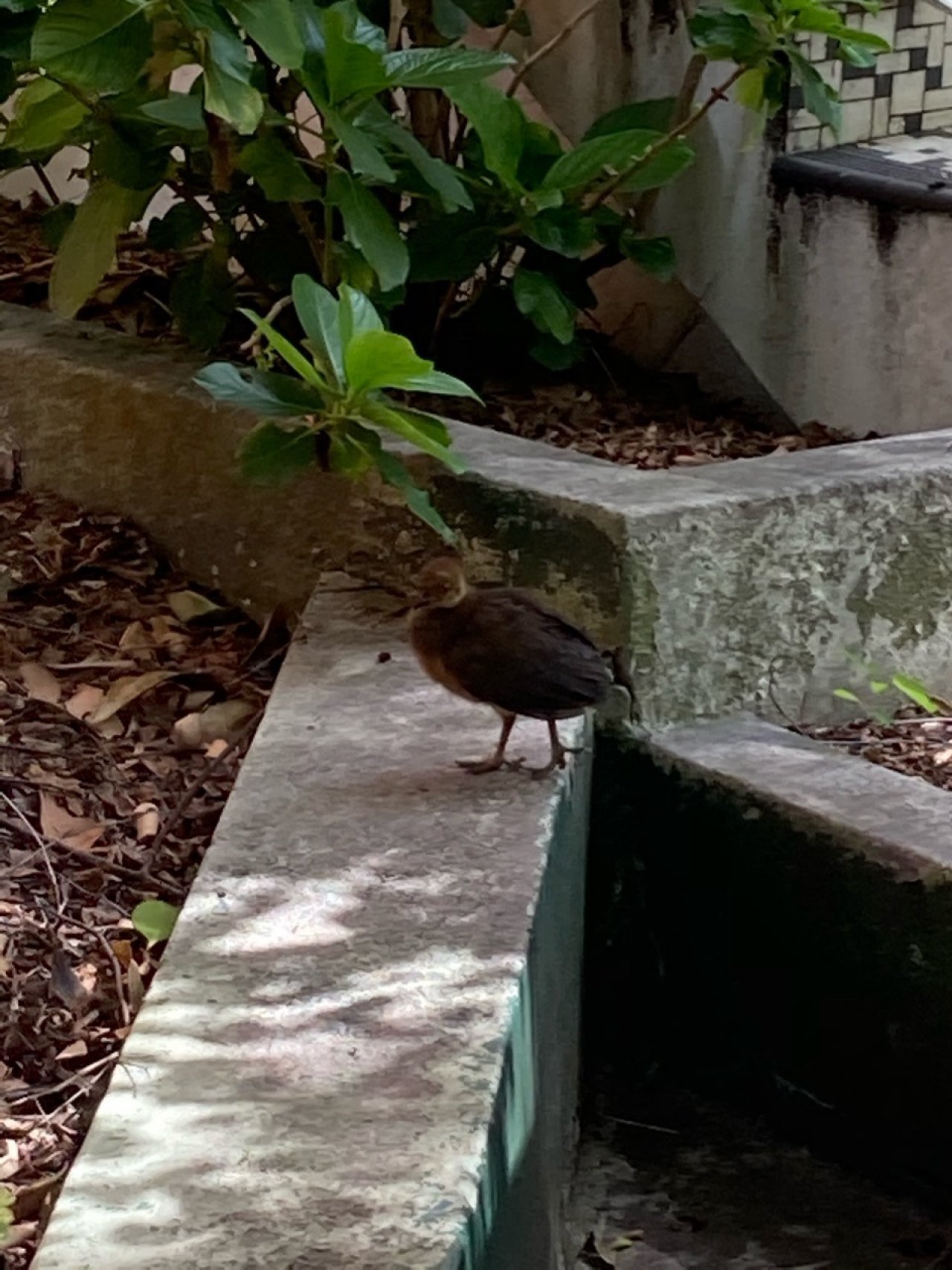 birds in BrushTurkeys App spotted by Mary Ann Irvin on 12.01.2021