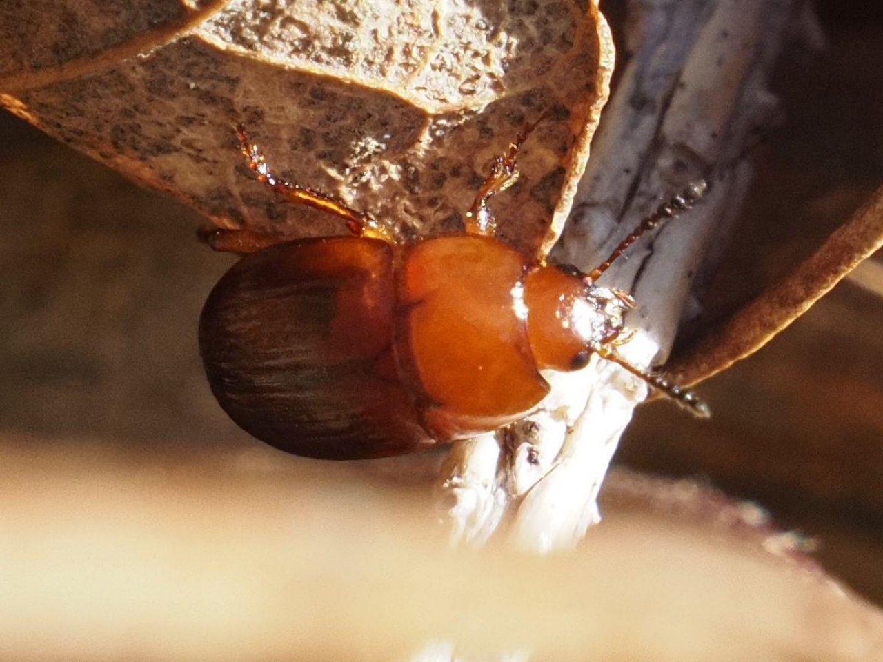 Animals in NatureSpots App spotted by Waldgeist on 30.01.2021