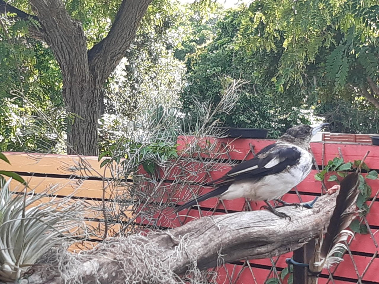 Other bird in Big City Birds App spotted by Feather on 23.12.2020