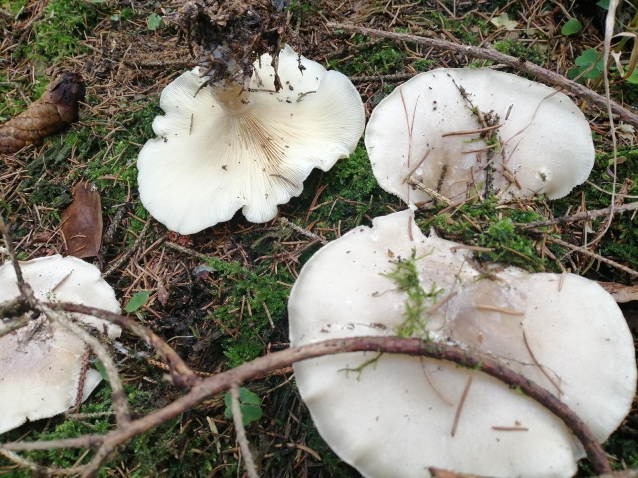 | Pilzfinder App | 06.12.2020