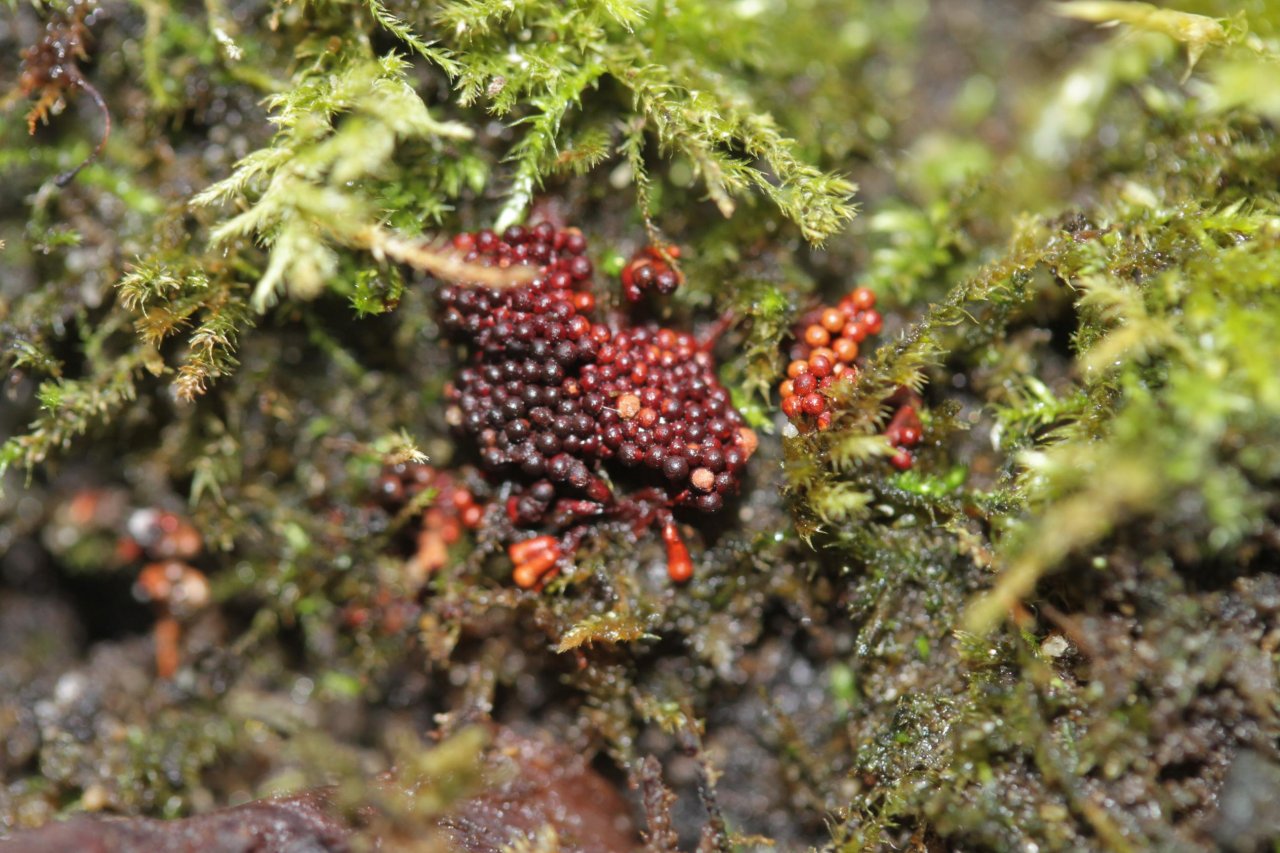 anderer Schleimpilz in Pilzfinder App spotted by Helmling on 11.12.2020