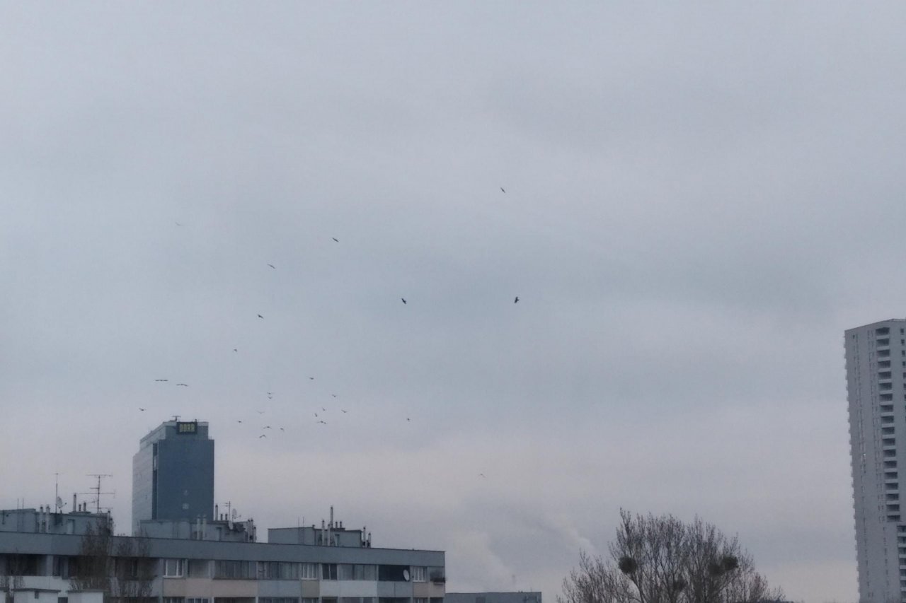 Rook in KraMobil App spotted by Patrick BA on 21.12.2020