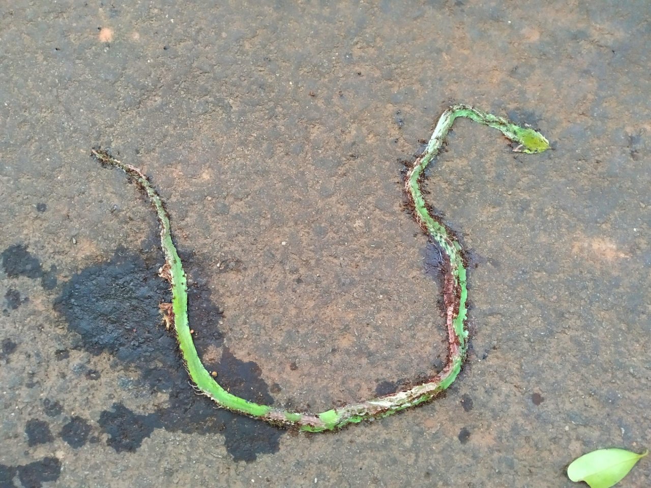 Schlange in Roadkill App spotted by Nikhil17 on 15.12.2020