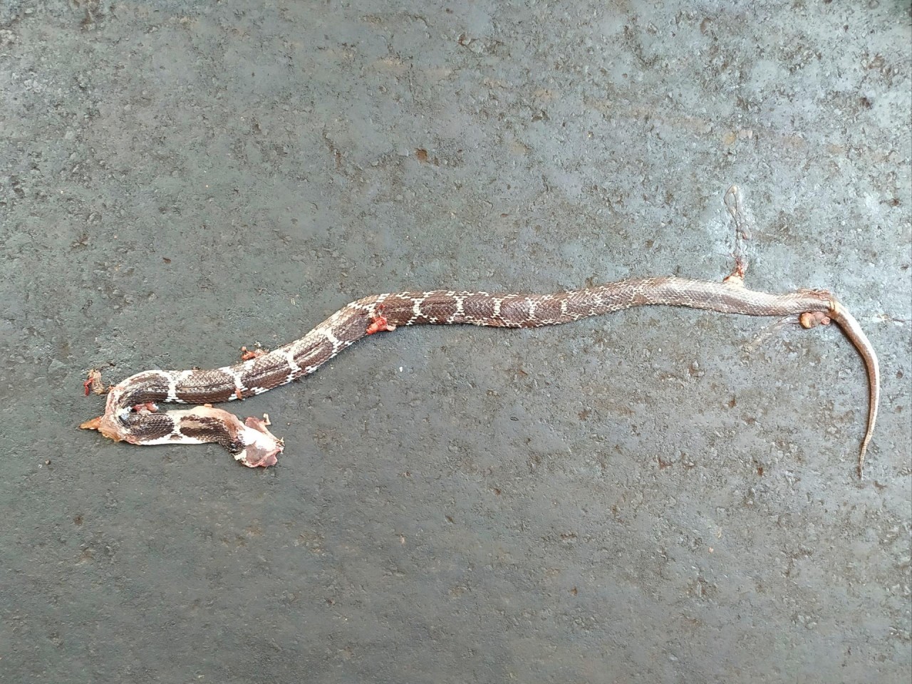 Roadkill of Common Wolf snake | Roadkill App | 10.12.2020
