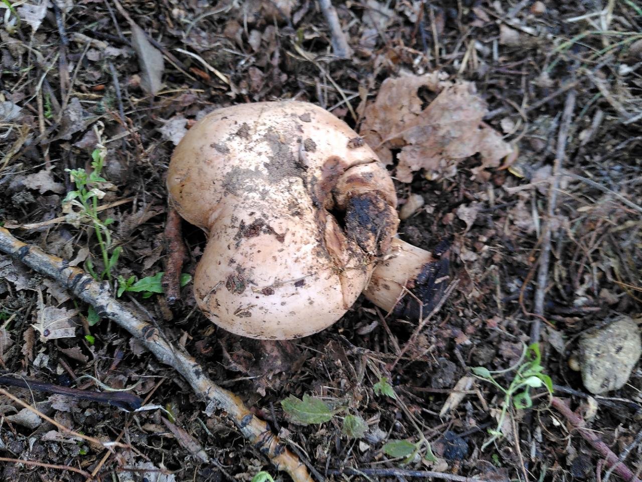 anderer Lamellenpilz (dunkel) in Pilzfinder App spotted by TheOSWR on 12.12.2020