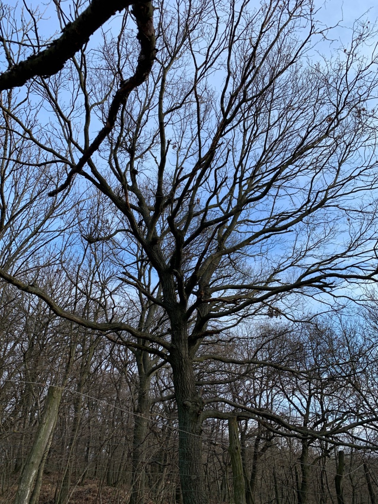 Die Stiel-Eiche ist ohne Blätter. | Naturkalender App | 09.12.2020