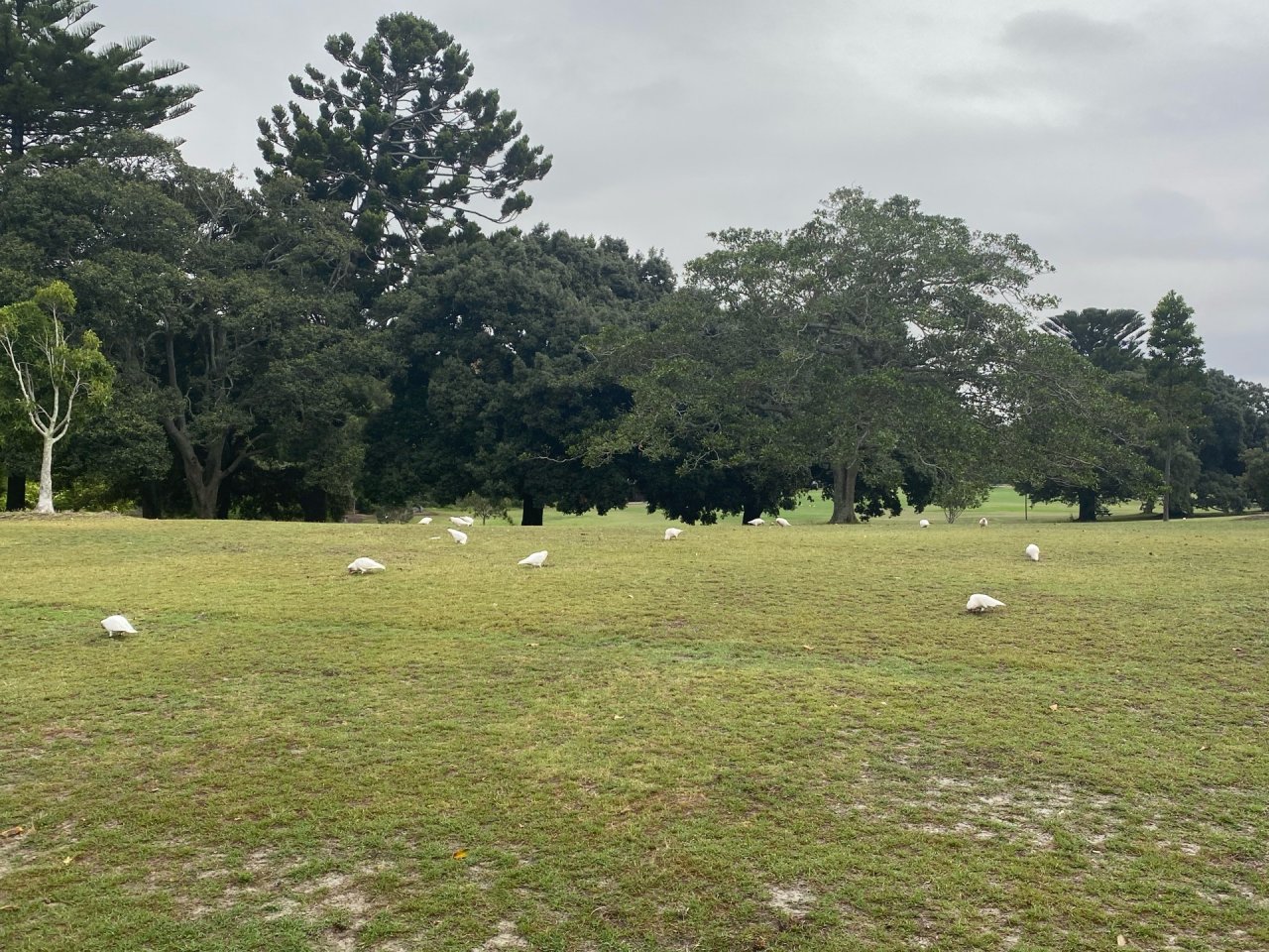 Little Corella in Big City Birds App spotted by Timo Rissanen on 19.12.2020