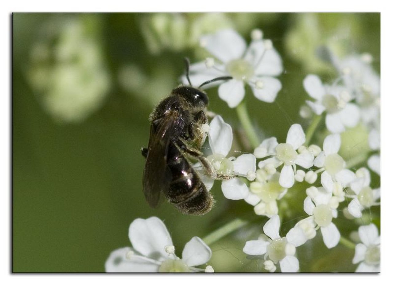 Unsure in Spot-a-Bee App spotted by Danny VG on 22.04.2019