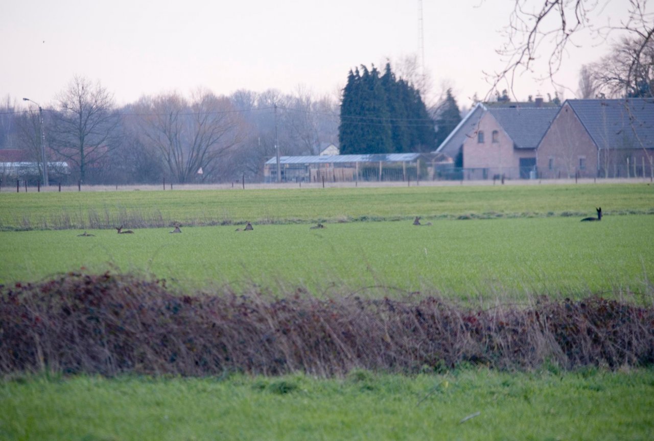 Animals in NatureSpots App spotted by Danny VG on 25.01.2021