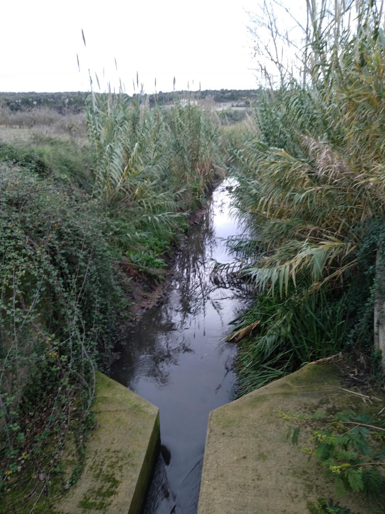 temporary stream in CrowdWater App spotted by Josep Fortesa on 11.12.2020