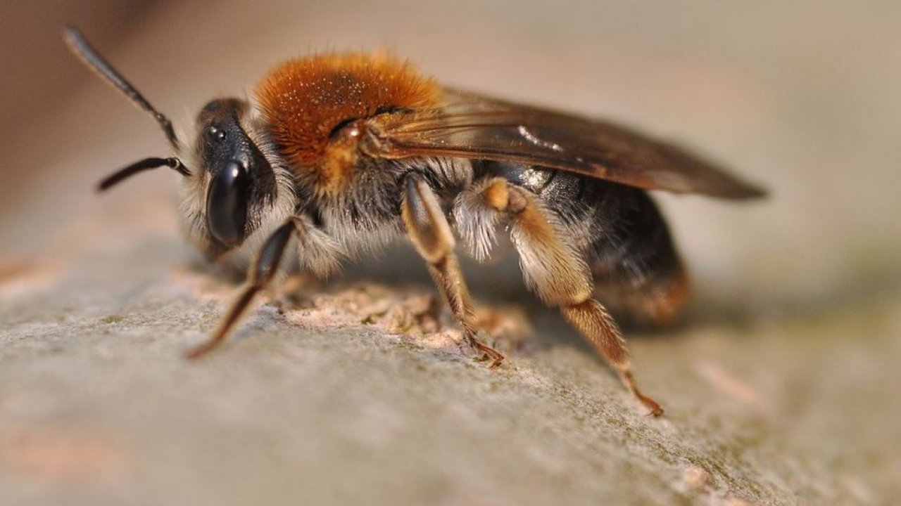 Abelha de mineração primitiva