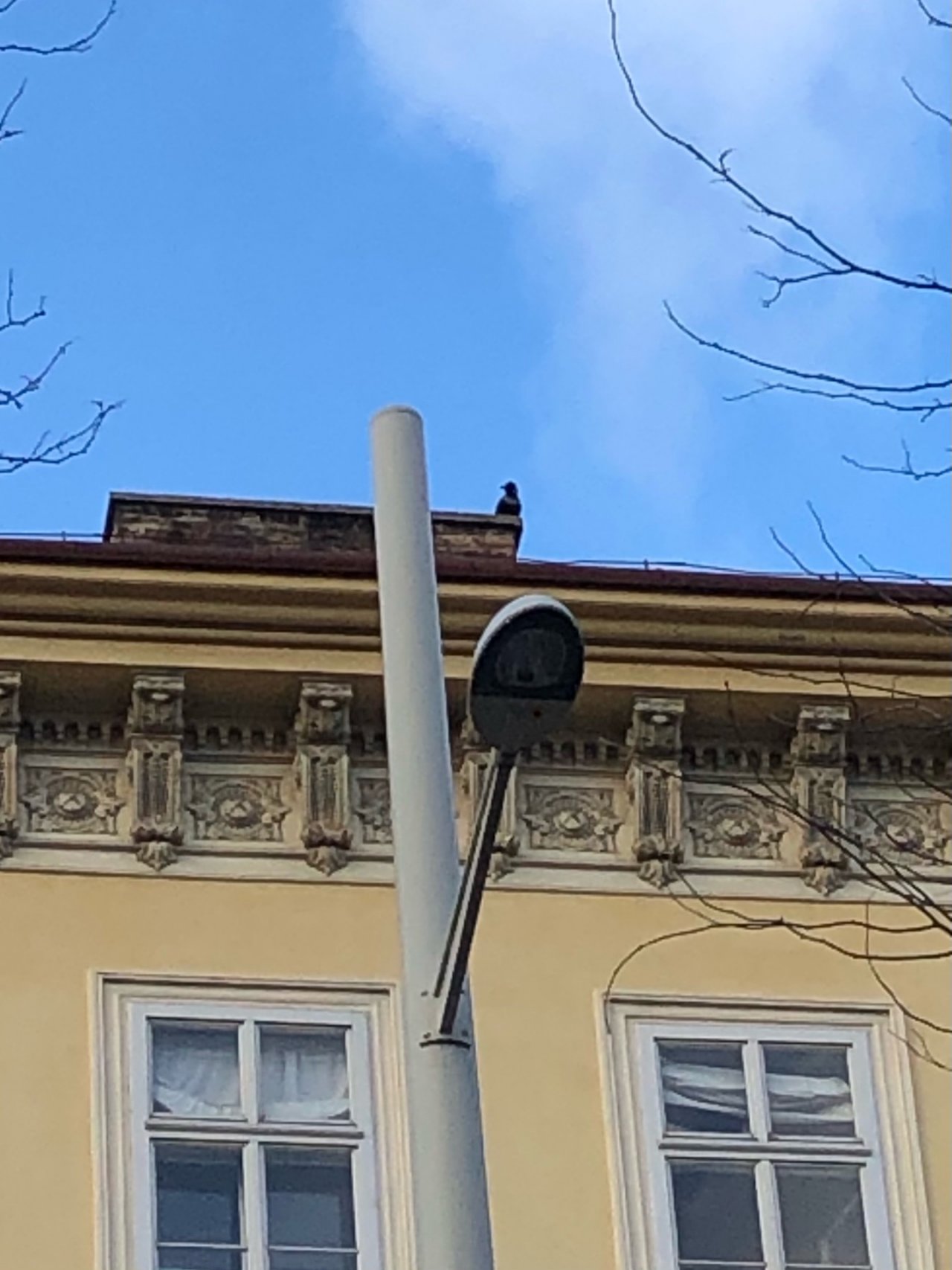 Hooded Crow in KraMobil App spotted by Krarin on 27.01.2021