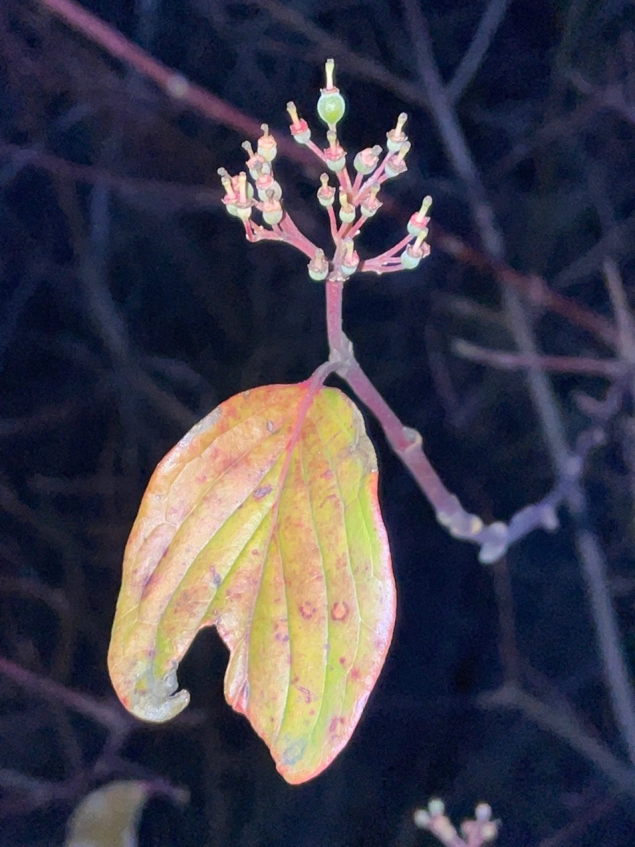 Roter Hartriegel in Naturkalender App spotted by Franz on 21.12.2020