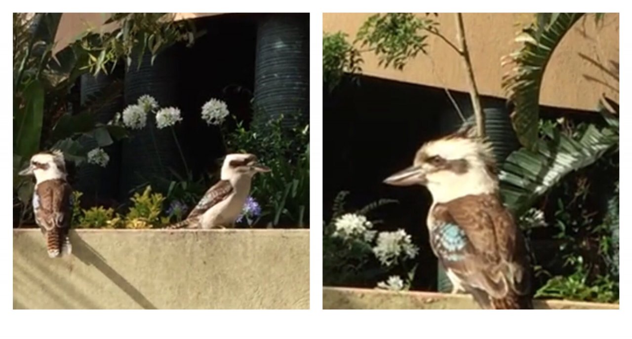 Other bird in Big City Birds App spotted by ednaward on 12.12.2020