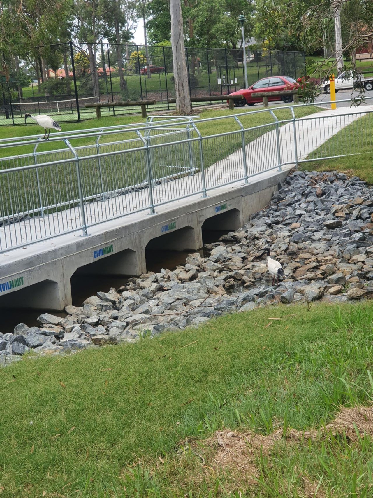 White Ibis in Big City Birds App spotted by Janice Hipperson on 01.03.2021