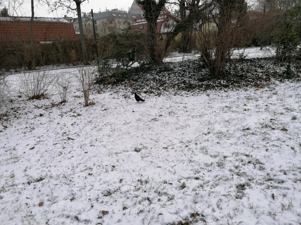 Rook in KraMobil App spotted by Patrick BA on 15.01.2021