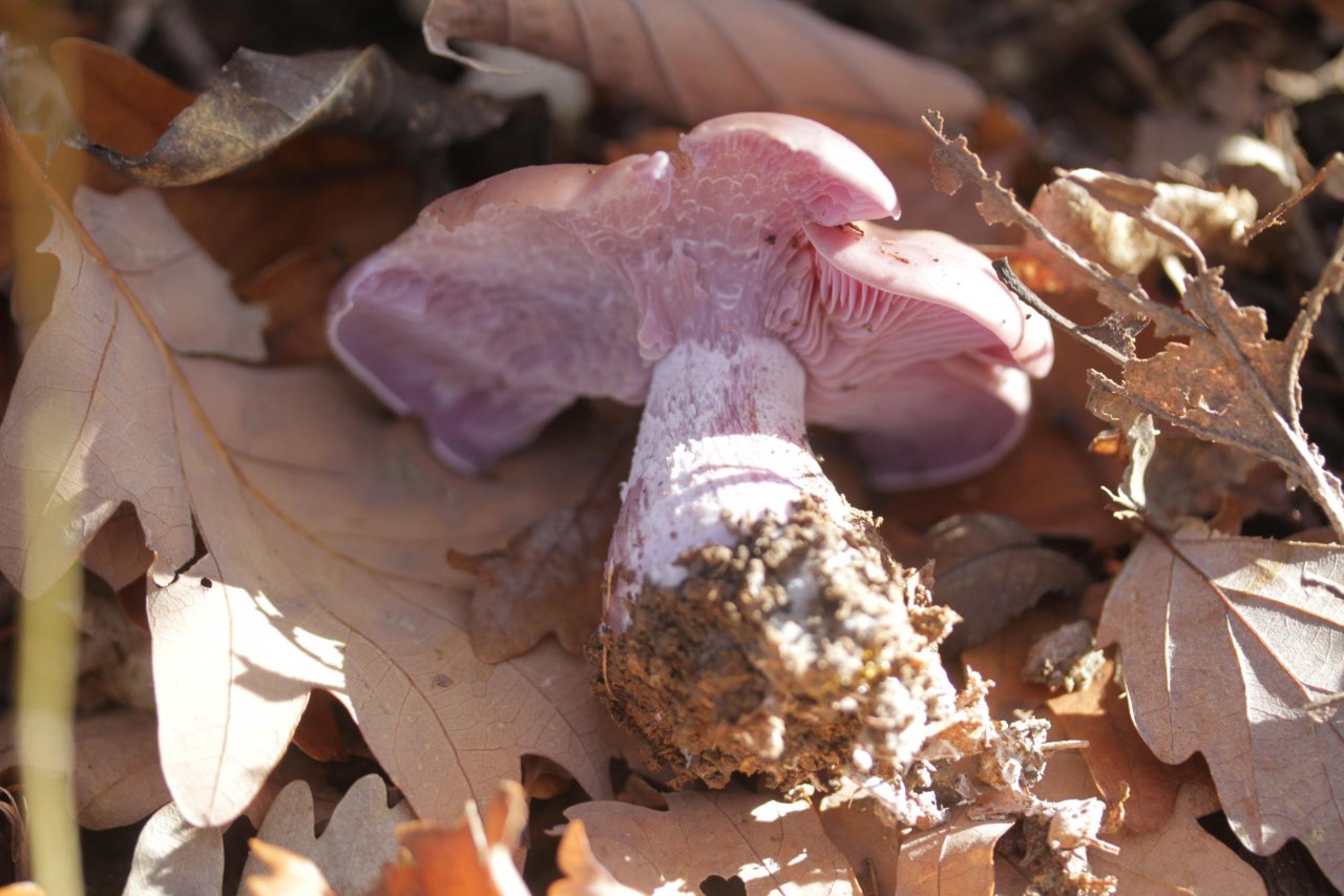 Violetter Rötelritterling in Pilzfinder App spotted by Helmling on 06.11.2020