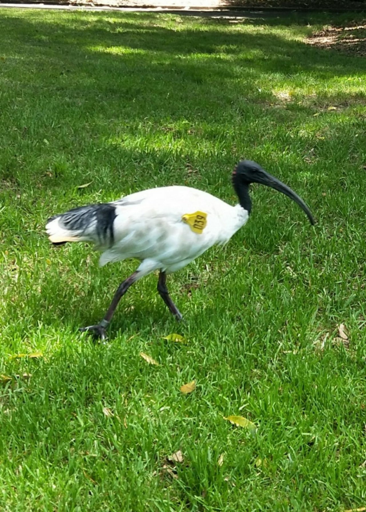 White Ibis in Big City Birds App spotted by Virginia Castellan on 13.01.2021