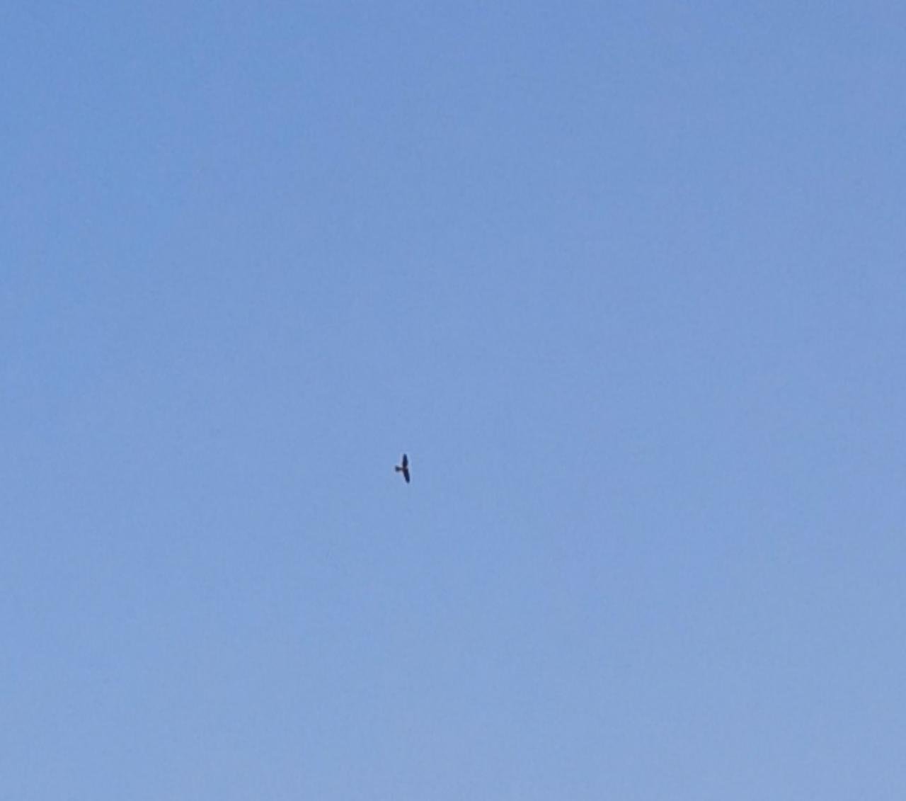 Eine andere Tierart in Naturkalender App spotted by Karluise on 25.02.2021