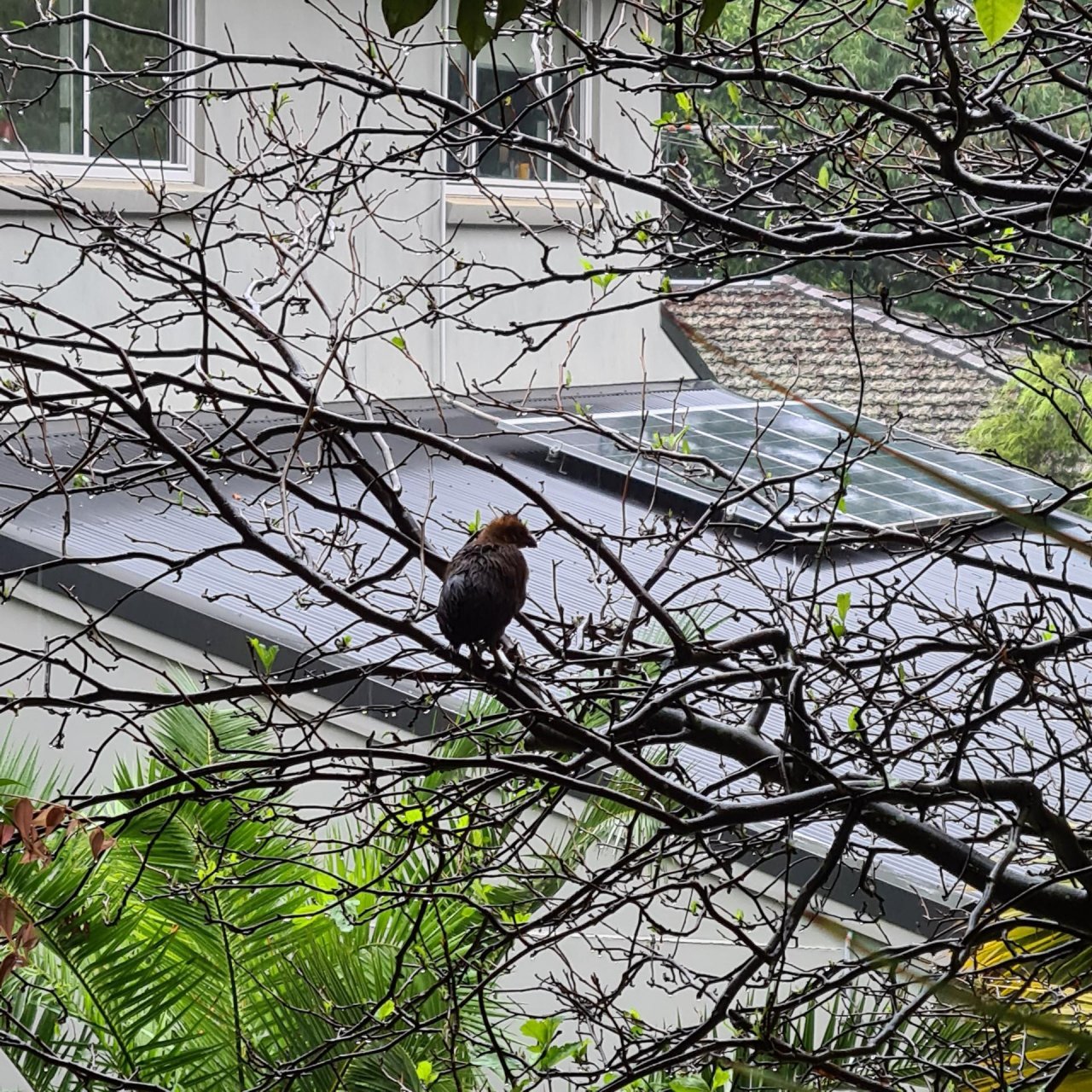 Brush-turkey in Big City Birds App spotted by Jane Hall on 29.01.2021
