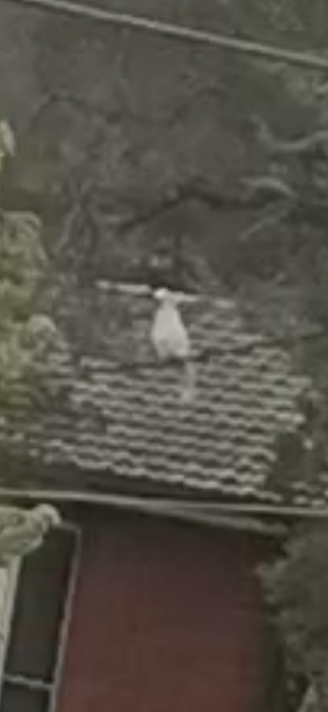 Sulphur-crested Cockatoo in Big City Birds App spotted by Madi Le M on 19.12.2020