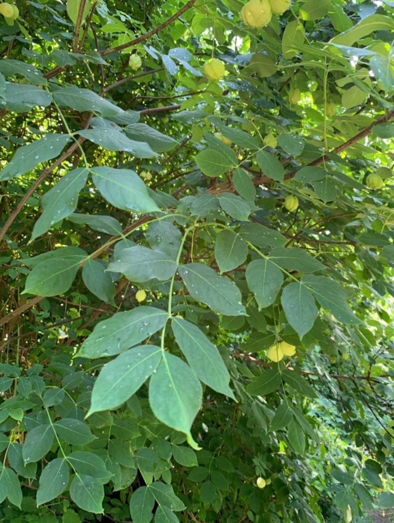 Die Gewöhnliche Pimpernuss aus größerem Abstand. | Naturkalender App | 26.06.2020