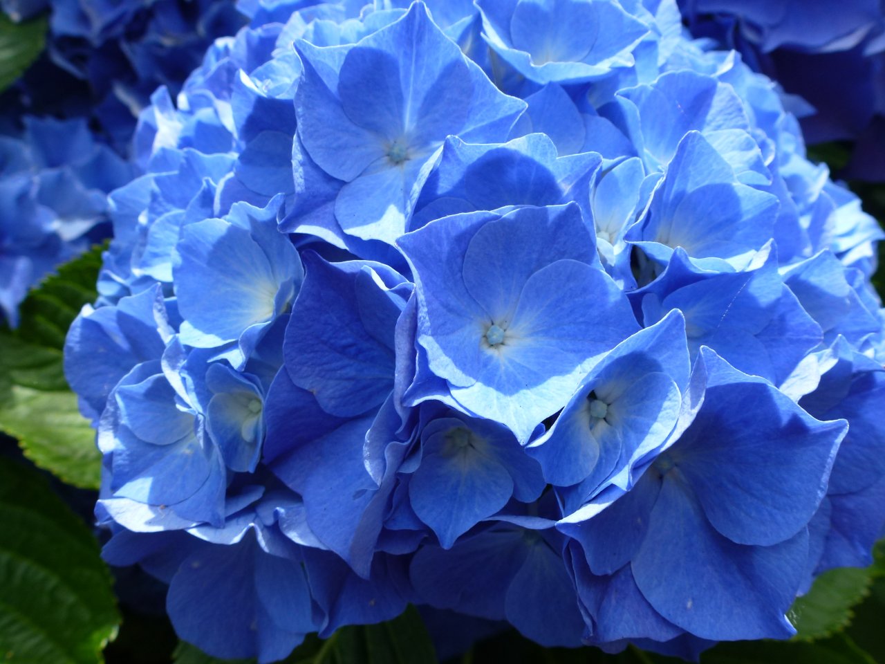 Hydrangea
