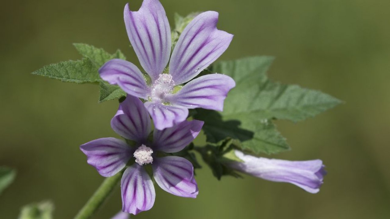 Malva comum