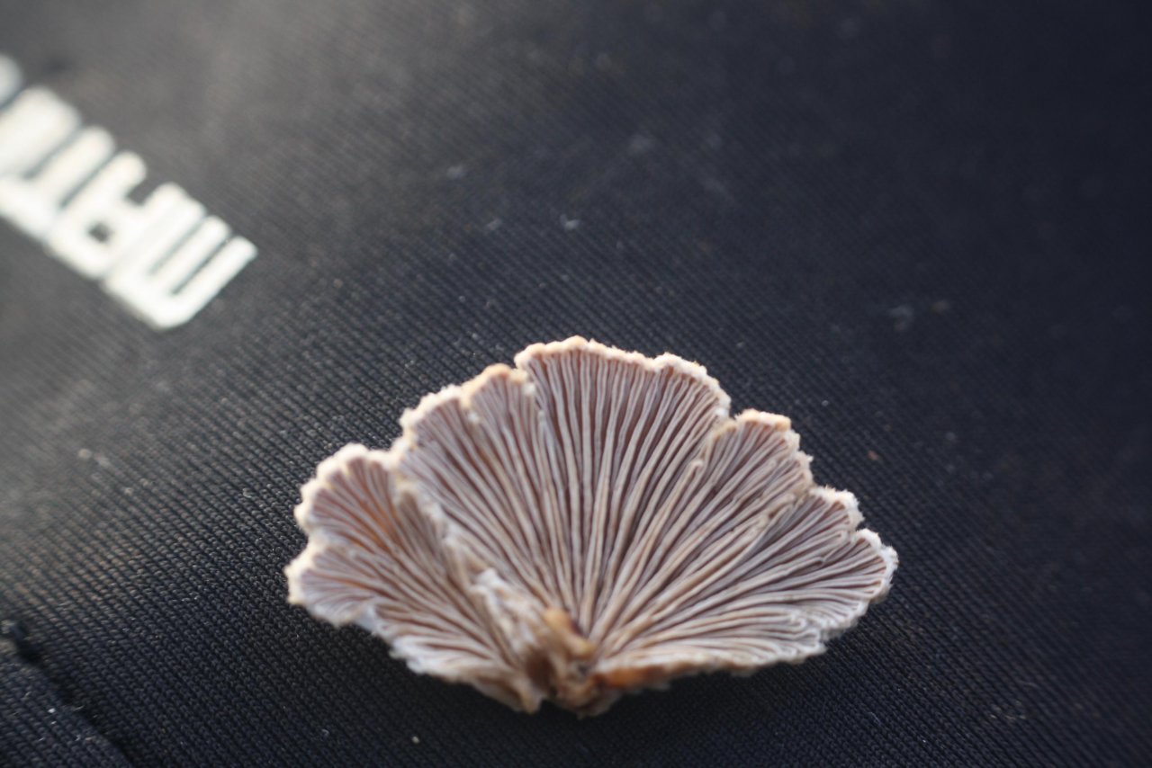 Spaltblättling in Pilzfinder App spotted by Treitner on 13.12.2020