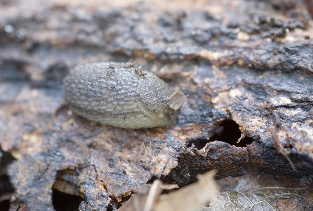 Animals in NatureSpots App spotted by Danny VG on 11.10.2020