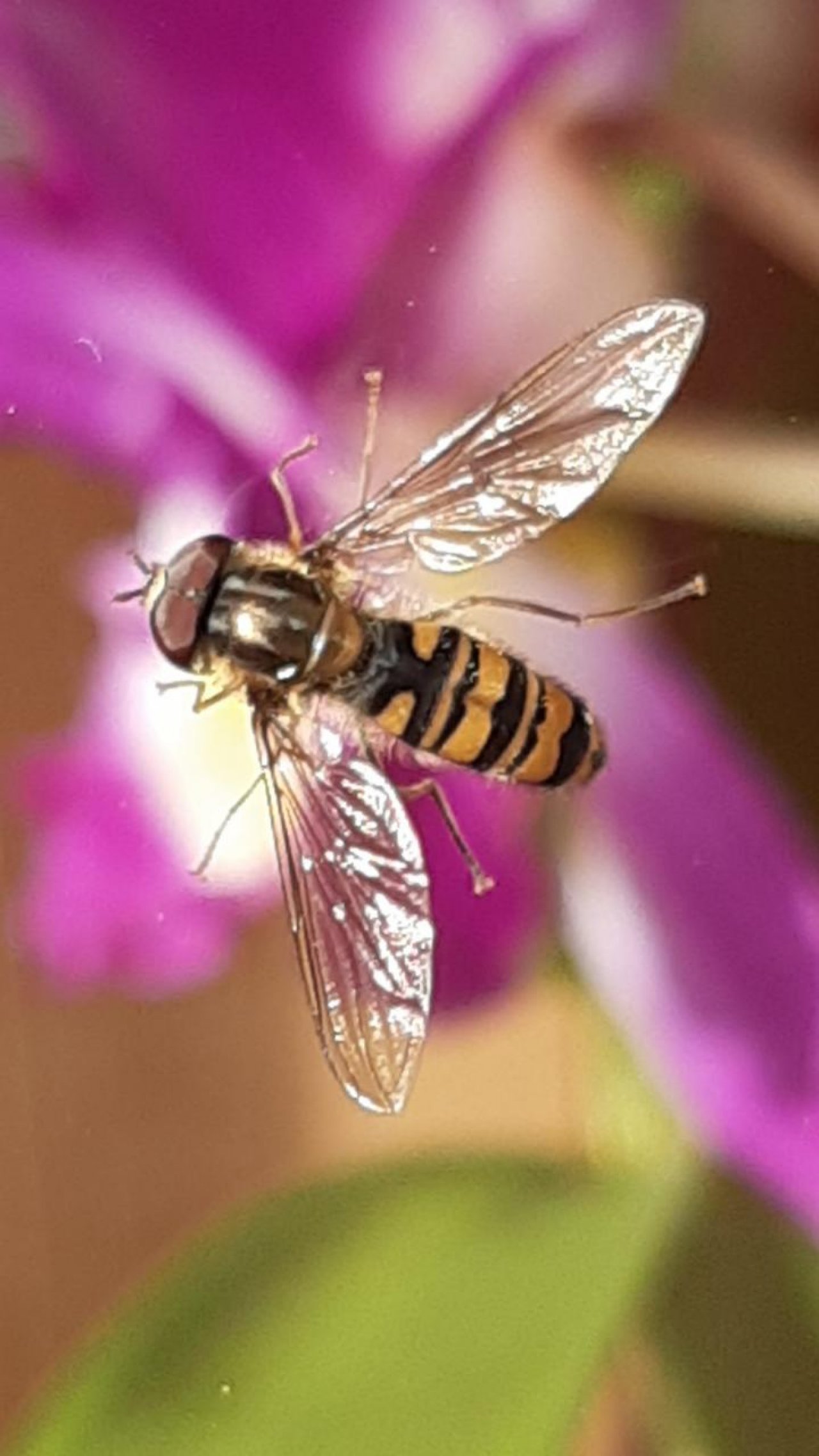 Eine andere Tierart in Naturkalender App spotted by Steinbock on 20.12.2020